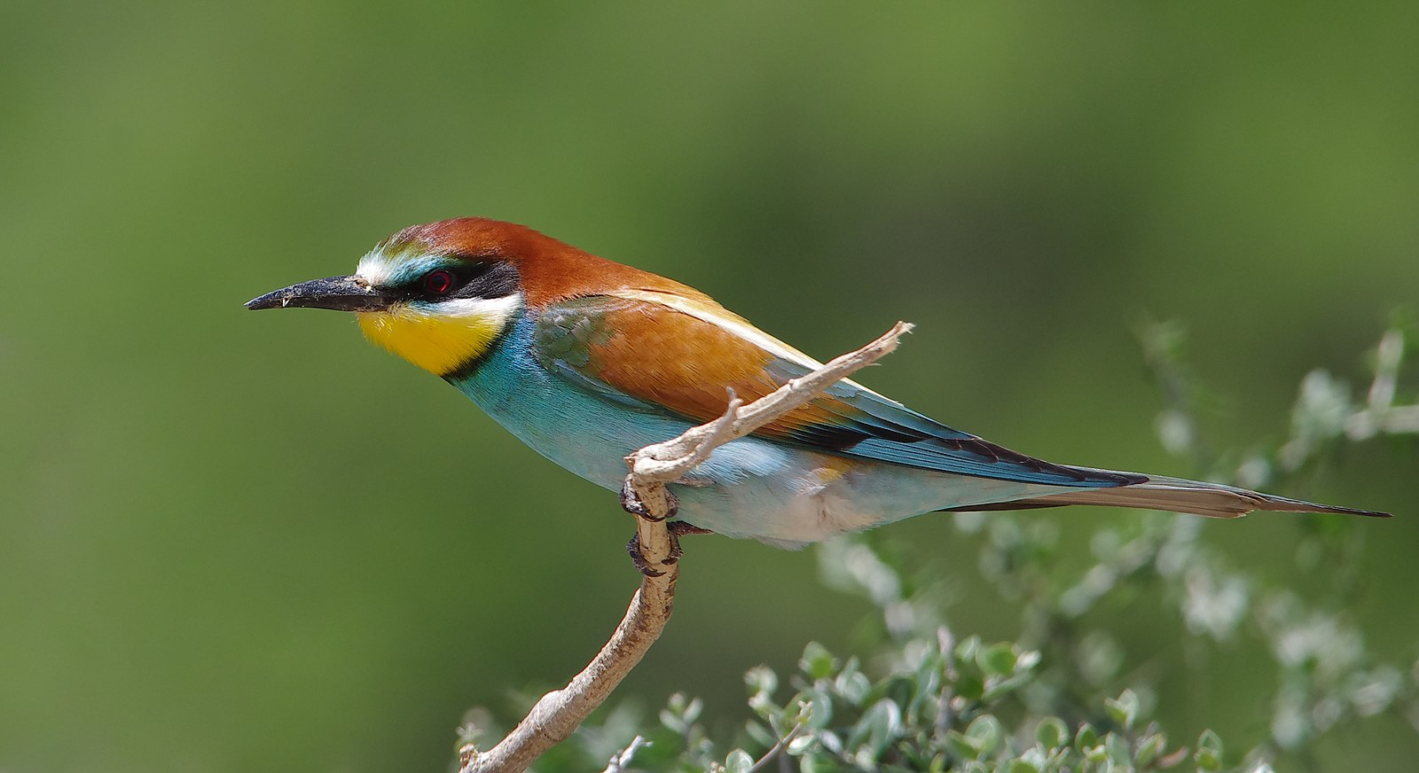 A brightly-coloured bird (the European Bee-Eater)