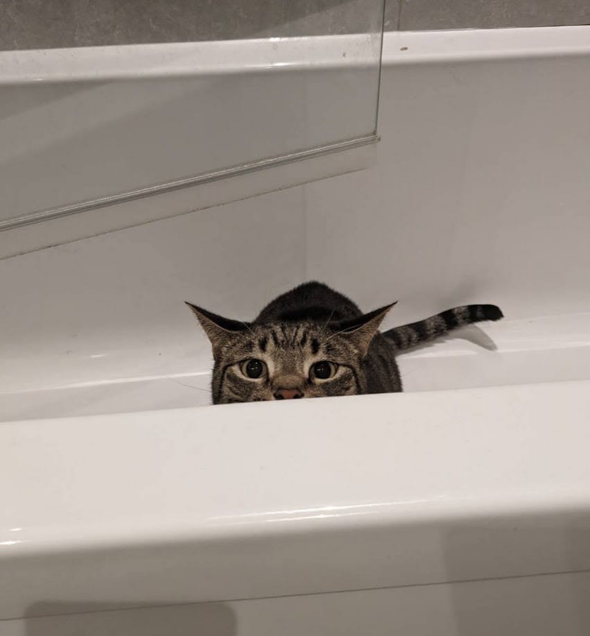 Sam's cat Digby hiding in the bath